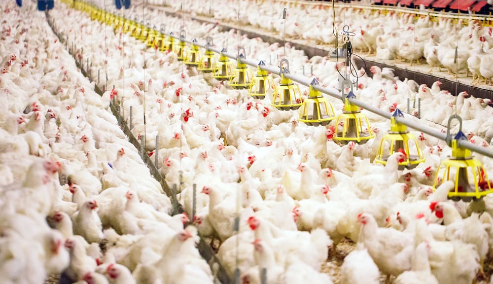 6 Kerugian dan Keuntungan Ternak Ayam Broiler Sistem Kemitraan 6 Kerugian dan Keuntungan Ternak Ayam Broiler Sistem Kemitraan