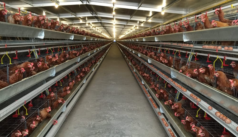 5 Analisa Ternak Ayam Petelur yang Penting Diketahui 5 Analisa Ternak Ayam Petelur yang Penting Diketahui