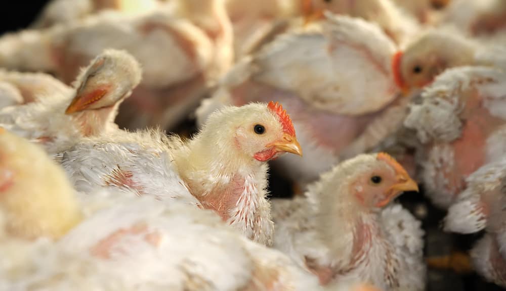 6 Tips Ternak Ayam Petelur 100 Ekor Skala Rumahan Paling Berhasil 6 Tips Ternak Ayam Petelur 100 Ekor Skala Rumahan Paling Berhasil