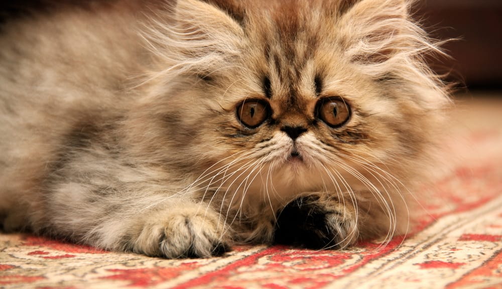 4 Jenis Makanan Kucing Persia Terbaik