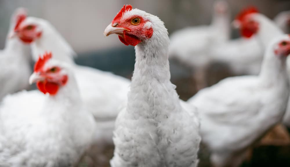 6 Standarisasi Karkas Ayam Broiler yang Benar 6 Standarisasi Karkas Ayam Broiler yang Benar
