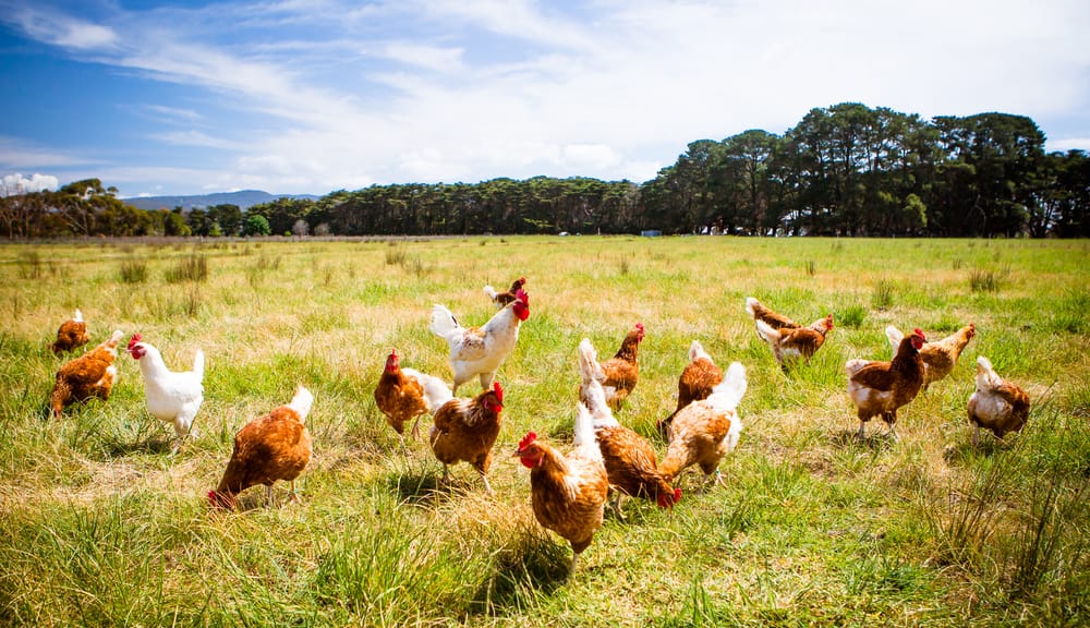 3 Langkah Mudah dan Sukses Ternak Ayam Kampung 3 Langkah Mudah dan Sukses Ternak Ayam Kampung