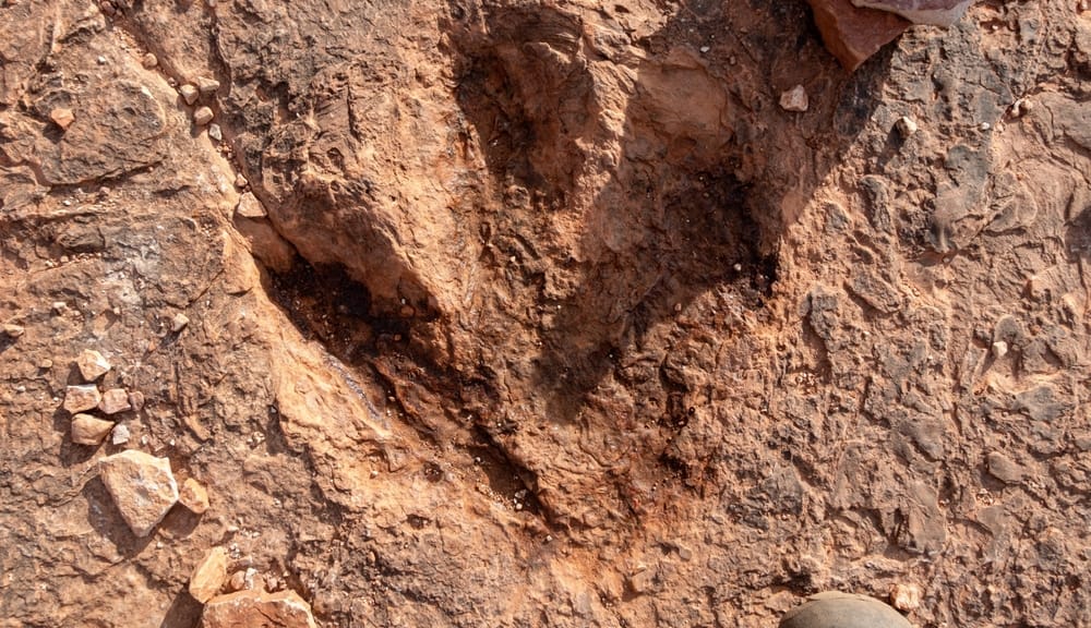 Mengapa Dinosaurus Masih Menginspirasi Predator Modern Mengapa Dinosaurus Masih Menginspirasi Predator Modern