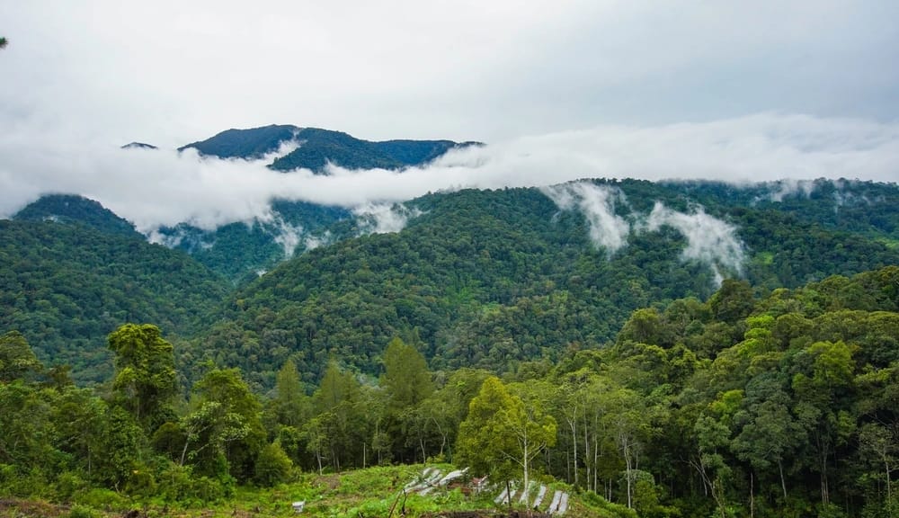 Gunung Leuser: Keindahan Alam Sumatera Utara yang Memukau Gunung Leuser: Keindahan Alam Sumatera Utara yang Memukau